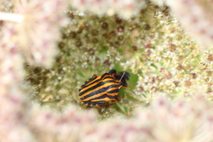 Graphosoma lineatum lineatum