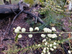 Acacia alata