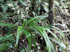Pitcairnia recurvata