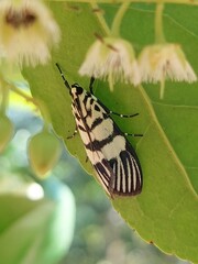 Heortia vitessoides