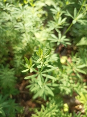 Galium intermedium
