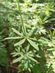 Galium intermedium