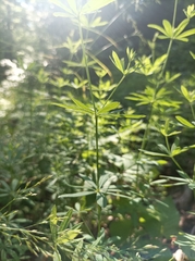 Galium intermedium