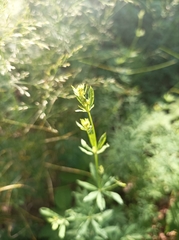 Galium intermedium