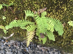 Struthiopteris niponica