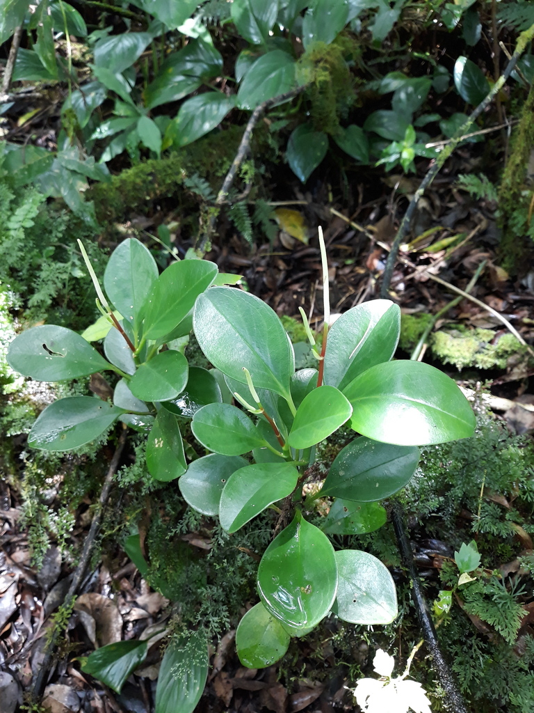 Baby Rubber Plant
