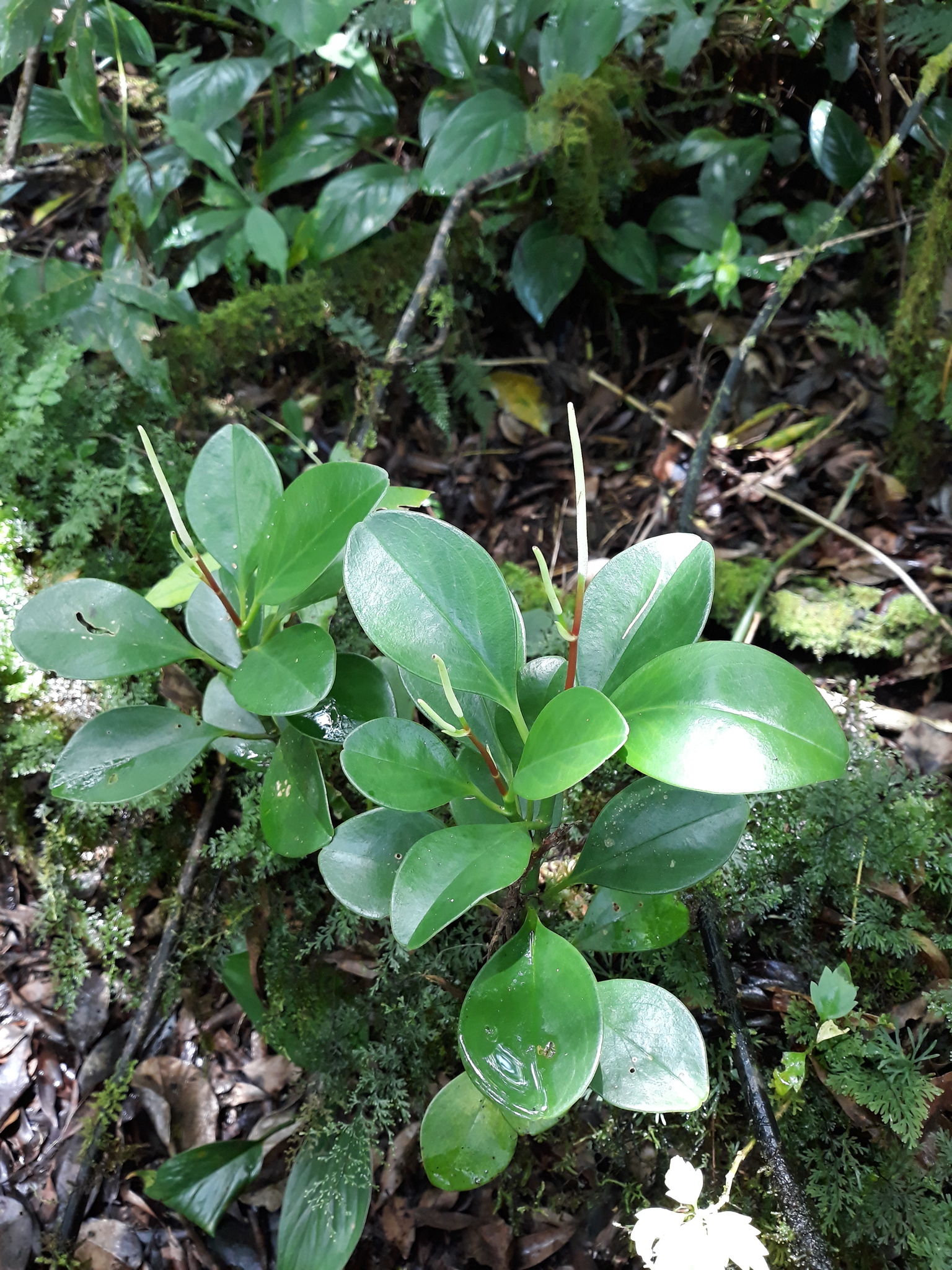 Peperomia obtusifolia