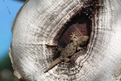 Tarentola mauritanica