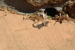 Tarentola mauritanica