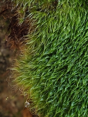 Dicranodontium asperulum