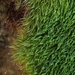 Orange Bow-Moss - Photo (c) Konrad and Roland Greinwald, some rights reserved (CC BY-NC), uploaded by Konrad and Roland Greinwald