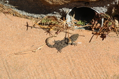 Tarentola mauritanica