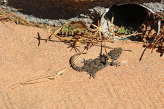 Tarentola mauritanica