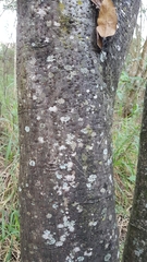 Nasua nasua