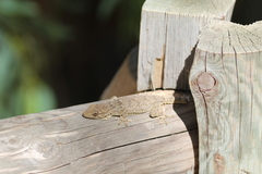 Tarentola mauritanica