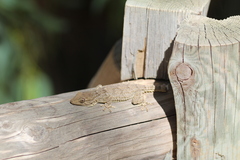 Tarentola mauritanica