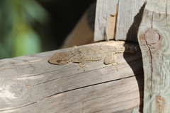 Tarentola mauritanica