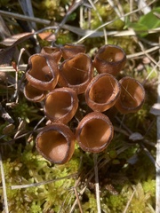 Dumontinia
