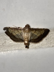 Cnaphalocrocis trebiusalis