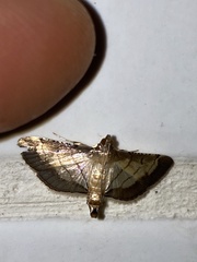 Cnaphalocrocis trebiusalis