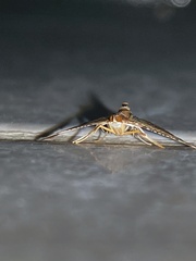 Cnaphalocrocis trebiusalis