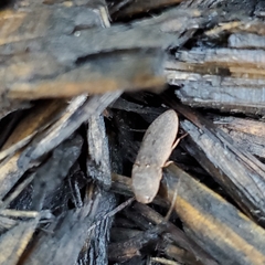 Agrypnus rectangularis