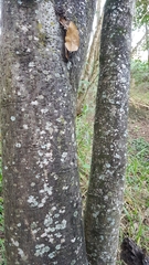 Nasua nasua