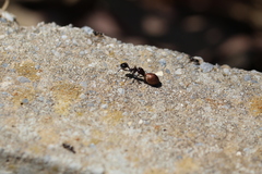 Messor barbarus