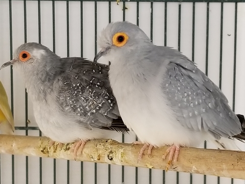 Geopelia cuneata