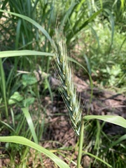 Elymus virginicus virginicus