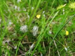 Trichophorum alpinum