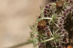 Graphosoma lineatum lineatum