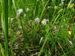 Trichophorum alpinum