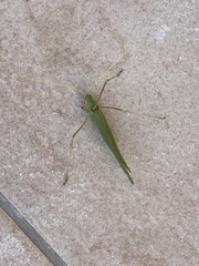 Acrometopa macropoda