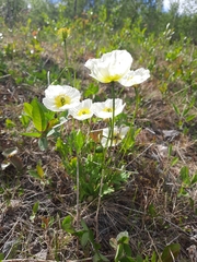 Papaver croceum