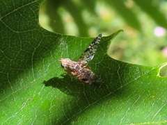 Tephritis vespertina