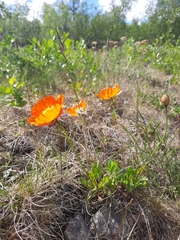 Papaver croceum