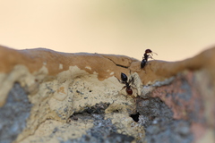Crematogaster scutellaris