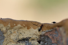 Crematogaster scutellaris