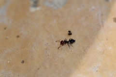 Crematogaster scutellaris