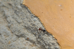 Crematogaster scutellaris