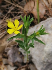 Linum nodiflorum