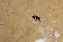 Crematogaster scutellaris