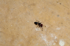 Crematogaster scutellaris