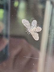 Nallachius americanus