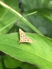 Diasemia accalis