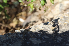 Podarcis vaucheri