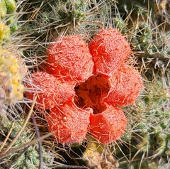 Caiophora rosulata rosulata