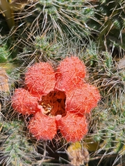 Caiophora rosulata rosulata