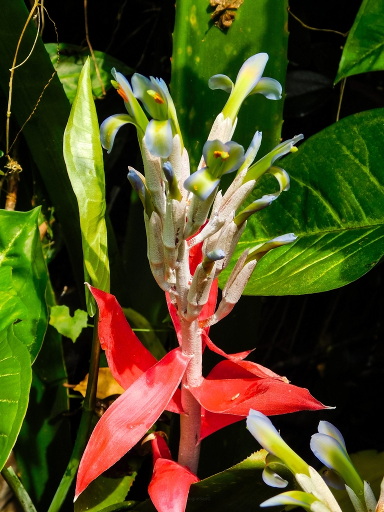 Billbergia macrocalyx